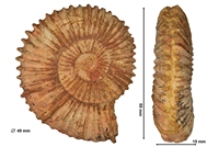 Metoceras scissum